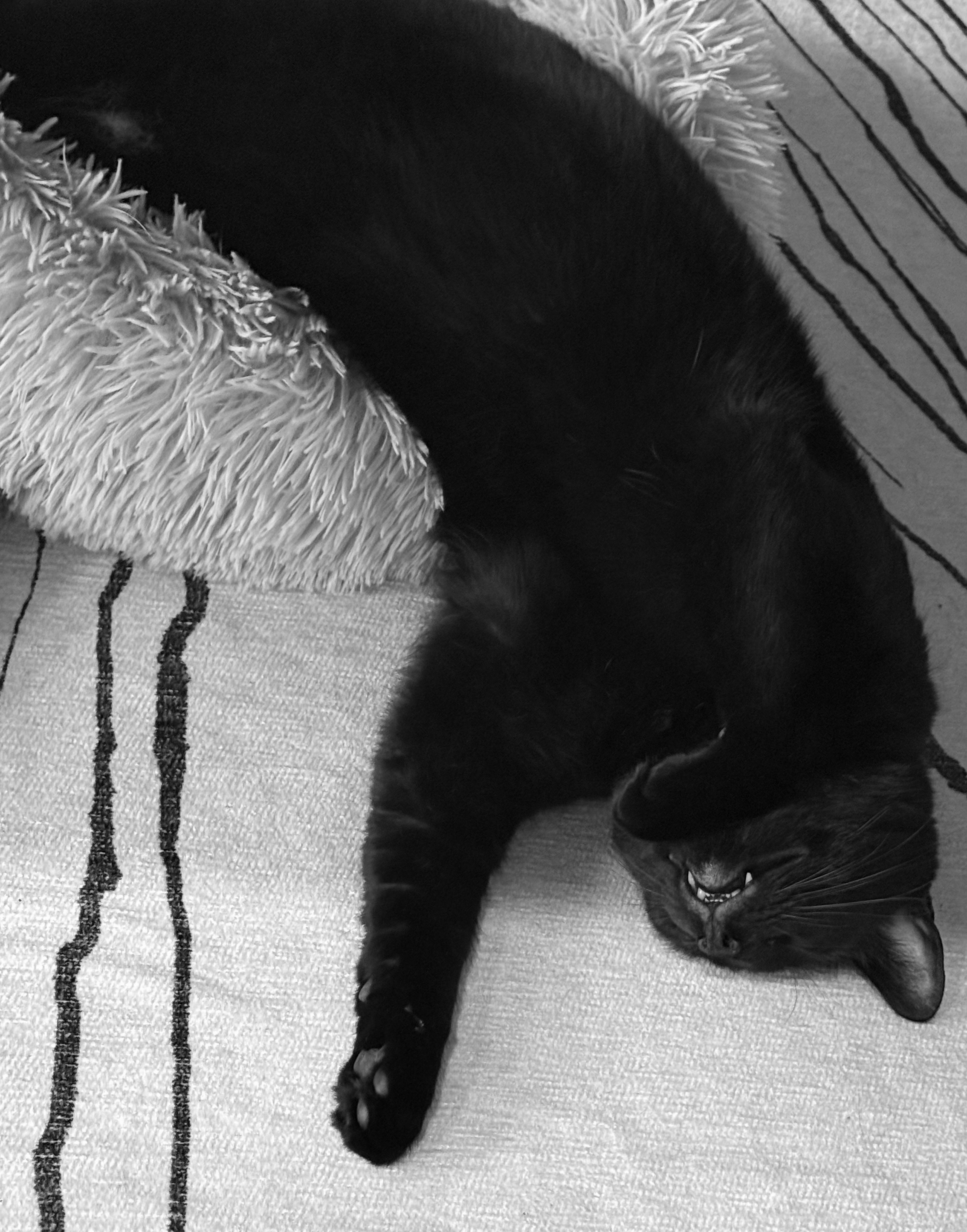 Bagheera the black cat