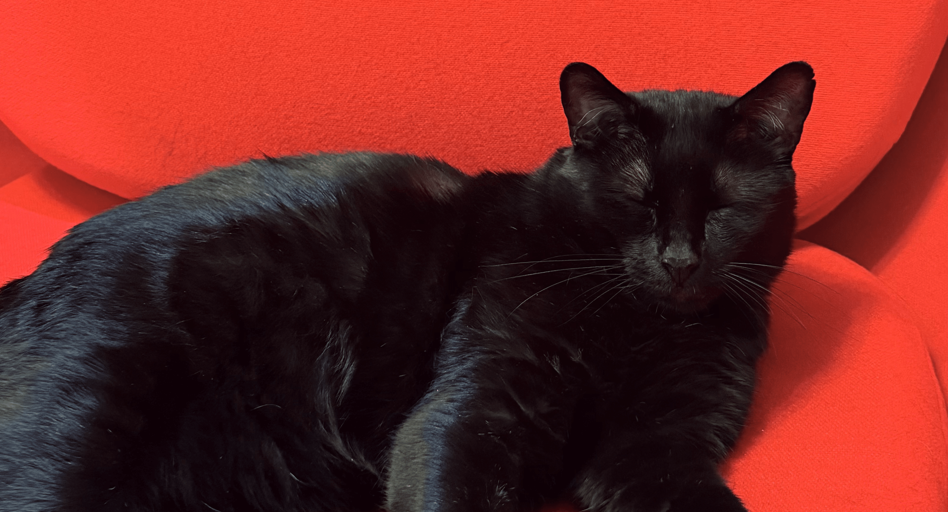 Bagheera the black cat
