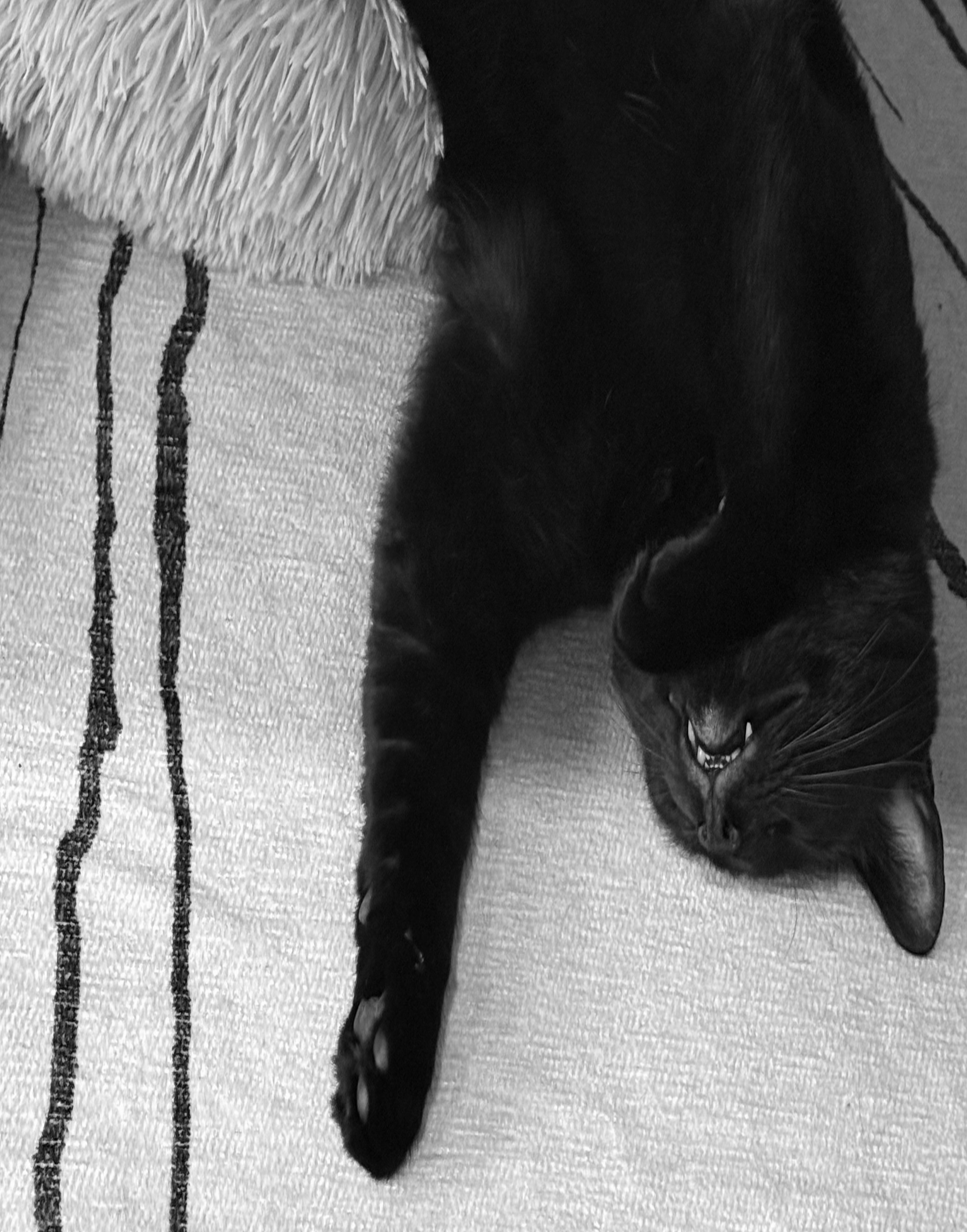 Bagheera the black cat