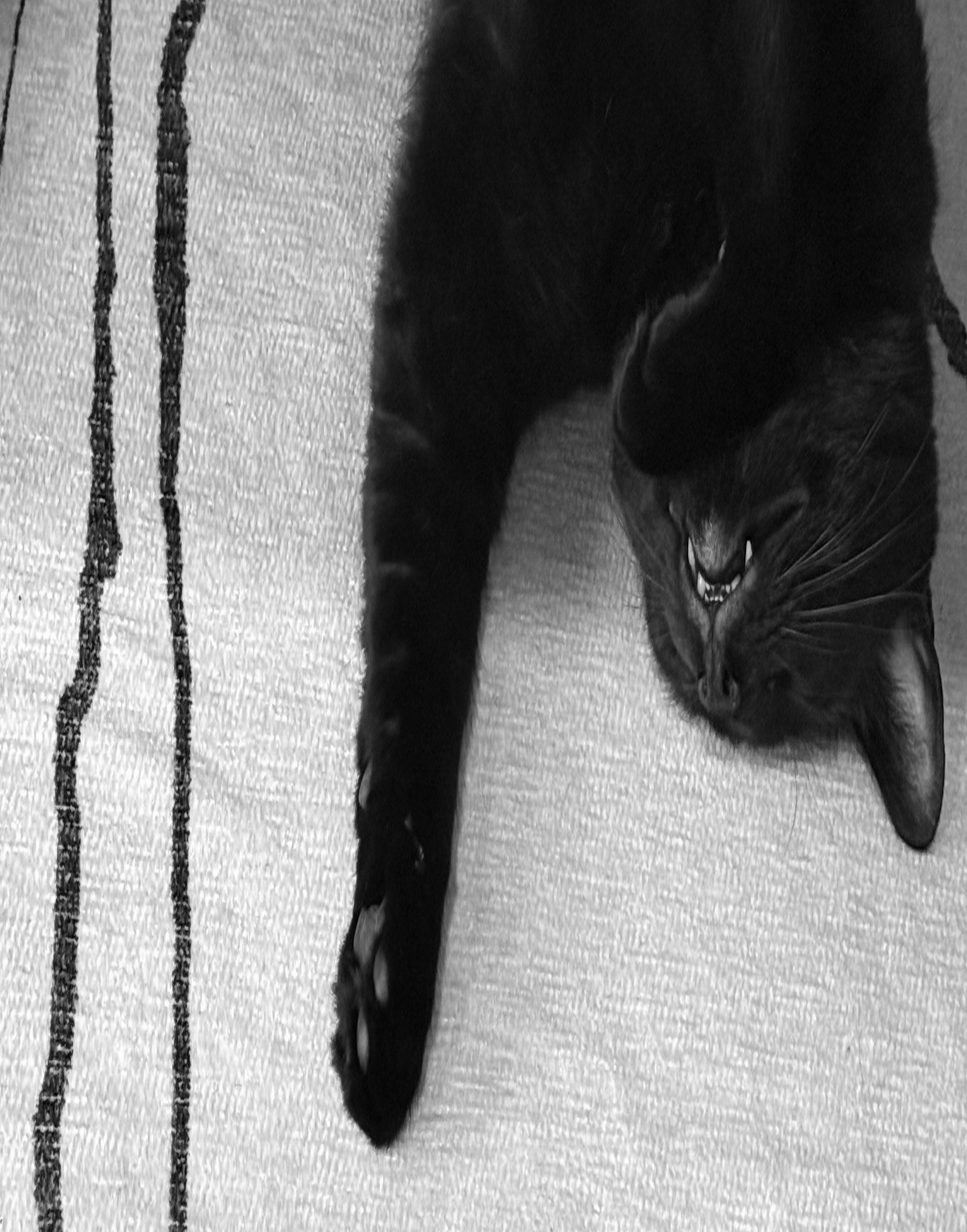 Bagheera the black cat